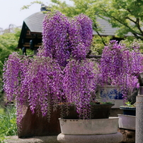 Canon EF70-300mm f4-5.6L IS USM【作例あり】 EF70-300mm F4-5.6 IS USMで撮影された写真 | 写真検索 | GANREF