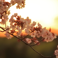 TAMRON(タムロン)のレンズ AF 28-300mm Ultra Zoom XR F/3.5-6.3 LD