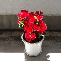 【完動品】タムロン 18-250mm A18 TAMRON キヤノン用 Amazon.co.jp: TAMRON AF18-250mm F/3.5-6.3 Di II LD