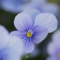 花草木　９５