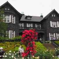 春薔薇の旧古河庭園