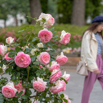 SONY α7 ILCE−7 ✴︎作例あり☆17653ショット SONY α7 ILCE-7 ボディで撮影された写真 (レビュー) - 価格.com