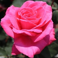 春の薔薇
