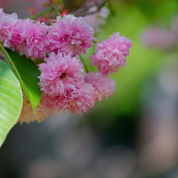 CANON(キヤノン)のレンズ EF70-300mm F4-5.6L IS USM で撮影した
