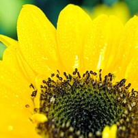SIGMA(シグマ)のレンズ 70mm F2.8 DG MACRO [ソニーE用] で撮影