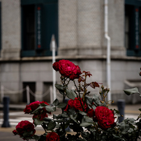 SONY α7 ILCE−7 ✴︎作例あり☆17653ショット SONY α7 ILCE-7 ボディで撮影された写真 (レビュー) - 価格.com