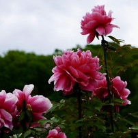 シグマ SIGMA Art 30mm F2.8 DN マイクロフォーサーズ 作例 SIGMA（シグマ） 30mm F2.8 DN 実写レビュー | フォトヨドバシ