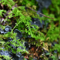 photo_12981953