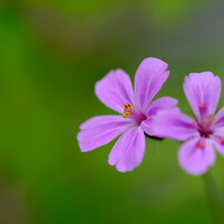 FUJIFILM(富士フイルム)のレンズ フジノンレンズ XF80mmF2.8 R