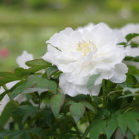 PENTAX(ペンタックス)のレンズ smc PENTAX-DA 50mmF1.8 で撮影した写真