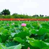 極楽浄土