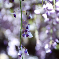 TAMRON(タムロン)のレンズ AF 28-200mm Super XR F/3.8-5.6
