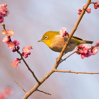 SIGMA(シグマ)のレンズ APO 135-400mm F4.5-5.6 DG (ﾆｺﾝ AF) で撮影