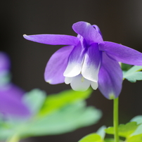 SIGMA(シグマ)のレンズ APO 70-300mm F4-5.6 DG MACRO (ﾍﾟﾝﾀｯｸｽ