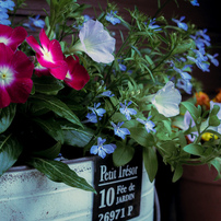 シグマ SIGMA Art 30mm F2.8 DN マイクロフォーサーズ 作例 SIGMA（シグマ） 30mm F2.8 DN 実写レビュー | フォトヨドバシ