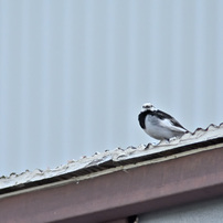 タムロン AF 200-400mm F/5.6 LD [IF] ズームレンズ TAMRON AF 200-400mm F5.6 LD IF [75D] 貧者の望遠レンズの実力