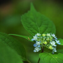 坊がつるの花