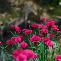 【作例あり】Nikon AF MICRO NIKKOR 60mmm f2.8D Ai AF Micro-Nikkor 60mm F2.8D」の魅力Nikon 60mmマイクロは