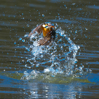 カワセミ トルネイド　3