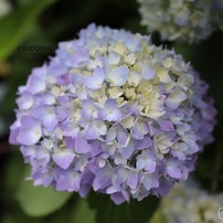 色づき始めた紫陽花