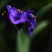 OLYMPUS(オリンパス)のミラーレス一眼OLYMPUS OM-D E-M5 Mark II