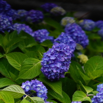 梅雨の夙川