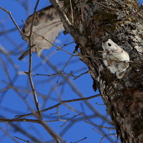 モモンガ の写真 画像 写真集 写真共有サイト Photohito