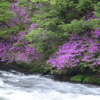 NIKON(ニコン)のレンズ Ai AF Zoom Nikkor ED 80-200mm F2.8D で撮影