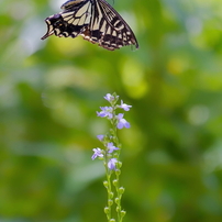 CANON(キヤノン)のレンズ EF70-300mm F4-5.6L IS USM で撮影した