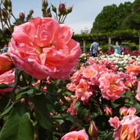 令和７年 深大寺植物園のバラ(１)
