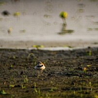 ミラーレンズ　500mm おもしろい写真が撮れます ミラーレンズ 500mm おもしろい写真が撮れます