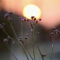 ✨柔らかい写真に✨Canon EF 100-300mm F5.6 作例有り EF100-300mm F5.6L 光と遠景が織りなす瞬間 - 魅惑の中望遠