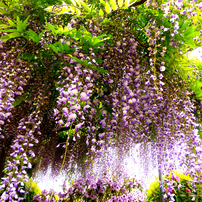 Panasonic LUMIX DMC-TZ40 コンデジ 作例有 Panasonic Lumix DMC-TZ40 Review | Photography Blog