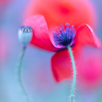 CANON(キヤノン)のレンズ EF50mm F1.4 USM で撮影した写真(画像