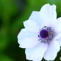キャノン Canon EOS 40D【作例あり】 EOS 40Dで撮影された写真 | 写真検索 | GANREF