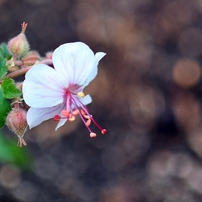 TAMRON(タムロン)のレンズ SP 90mm F/2.8 MACRO 1:1 で撮影した写真