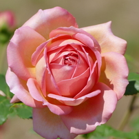 春の花11(バラ1)