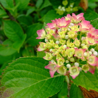 FUJIFILM(富士フイルム)のデジタルカメラFinePix S6000fd で撮影した