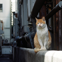 CANON(キヤノン)のフィルムカメラEOS Kiss III で撮影した写真