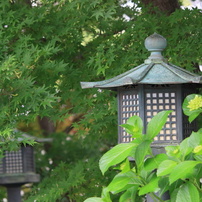 CANON(キヤノン)のレンズ EF-S55-250mm F4-5.6 IS STM で撮影