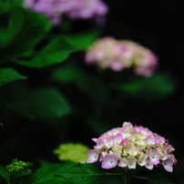 トレンド11