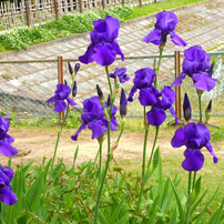 Panasonic LUMIX DMC-TZ40 コンデジ 作例有 mqdefault.jpg