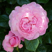 春の花15(バラ5)