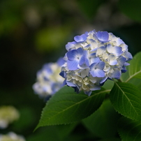 COSINA(コシナ)のレンズ フォクトレンダー COLOR-HELIAR 75mm F2.5