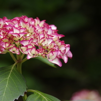 SIGMA(シグマ)のレンズ 18-200mm F3.5-6.3 DC MACRO HSM