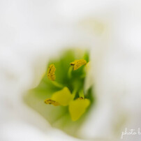 CANON(キヤノン)のレンズ EF50mm F1.8 STM で撮影した写真(画像