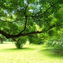 KODAK(コダック)のデジタルカメラEasyShare Z915 で撮影した写真(画像