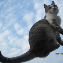 CANON(キヤノン)のデジタルカメラPowerShot A1100 IS で撮影した写真