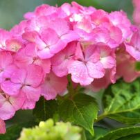 SIGMA(シグマ)のレンズ APO MACRO 180mm F2.8 EX DG OS HSM [ニコン用