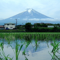 写真エッセイ：冠雪の富士 Photo Trip１：早苗植え渡す